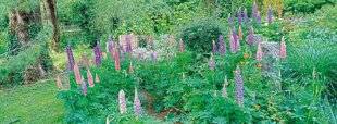 L'Ami des Jardins 1187 VOS PLUS BELLES SCÈNES DE JARDIN