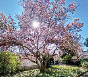 L'Ami des Jardins 1187 ÉMERVEILLEMENT PRINTANIER