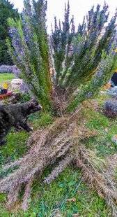 L'Ami des Jardins 1187 Mes romarins périclitentRÉPONSE D'EXPERT