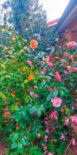 L'Ami des Jardins 1187 Drôle de camélia