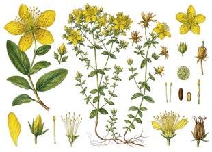 L'Ami des Jardins 1188 PRÉCIEUX MILLEPERTUIS
