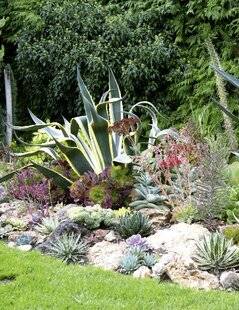 L'Ami des Jardins 1188 LES SUCCULENTES BELLES, GRAPHIQUES ET FACILES