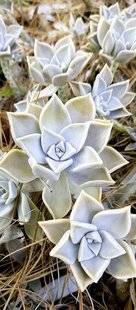 L'Ami des Jardins 1188 DE SUCCULENTS TAPIS