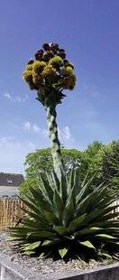 L'Ami des Jardins 1188 DANS LA COUR DES GRANDS
