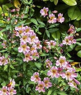 L'Ami des Jardins 1188 LE LIS DES INCAS NE CRAINT PAS LES EMBRUNS