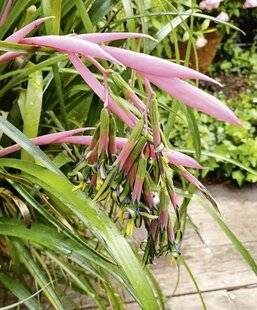 L'Ami des Jardins 1188 UNE BROMÉLIACÉE POUR L'EXTÉRIEUR