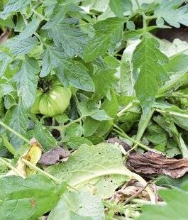 L'Ami des Jardins 1188 CONSOUDE ET ORTIE EN PAILLAGE