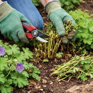 L'Ami des Jardins 1188 COUPE D'ÉTÉ SUR LES GÉRANIUMS