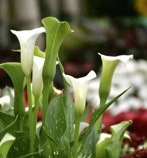L'Ami des Jardins 1188 SPATHE