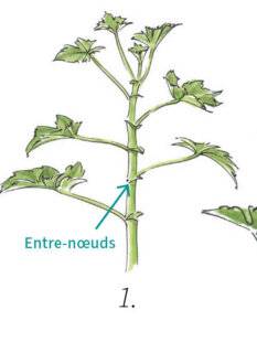 L'Ami des Jardins 1188 BOUTURER LES PÉLARGONIUMS