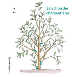 L'Ami des Jardins 1188 TAILLER LES MAGNOLIAS CADUCS