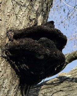 L'Ami des Jardins 1188 LE CHAGA DU SOPHORA DU JAPON