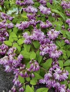 L'Ami des Jardins 1188 TAILLER LES DEUTZIAS