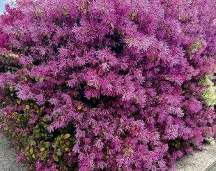 L'Ami des Jardins 1188 COUPE DE RAFRAÎCHISSEMENT