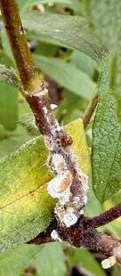 L'Ami des Jardins 1188 DES COCHENILLES SUR LES CISTES