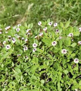 L'Ami des Jardins 1188 COMMENT REMPLACER LA PELOUSE ?