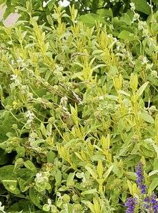 L'Ami des Jardins 1188 SYMPHONIE DE JAUNE
