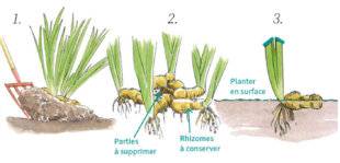 L'Ami des Jardins 1188 DIVISER LES IRIS BARBUS