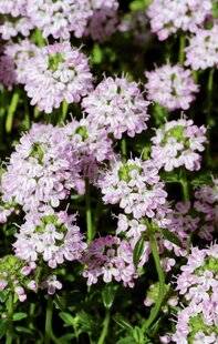 L'Ami des Jardins 1188 N'OUBLIEZ PAS LES SARRIETTES !