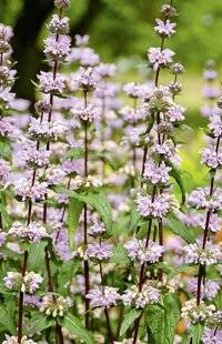 L'Ami des Jardins 1188 PHLOMIS