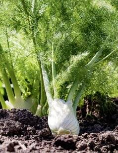 L'Ami des Jardins 1188 SEMER LE FENOUIL BULBEUX