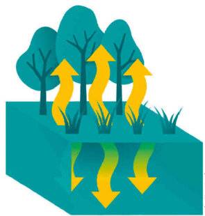 L'Ami des Jardins 1188 ÉVAPOTRANSPIRATION