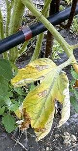 L'Ami des Jardins 1188 L'ALTERNARIOSE DE LA TOMATE
