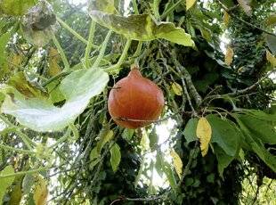 L'Ami des Jardins 1188 FAUT-IL TAILLER LES POTIRONS ?
