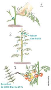 L'Ami des Jardins 1188 BIEN ENTRETENIR LES TOMATES