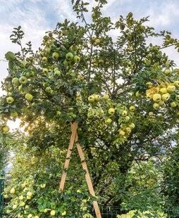 L'Ami des Jardins 1188 COMBATTRE LA SURCHARGE PONDÉRALE !