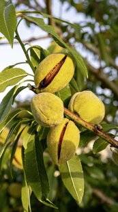 L'Ami des Jardins 1188 RÉCOLTER LES AMANDES