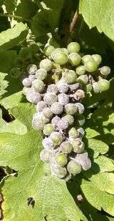 L'Ami des Jardins 1188 L'OÏDIUM DE LA VIGNE