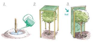 L'Ami des Jardins 1188 BICHONNER LES JEUNES PLANTATIONS