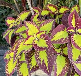 L'Ami des Jardins 1188 COLÉUS, FACILE ET TRÈS COLORÉ