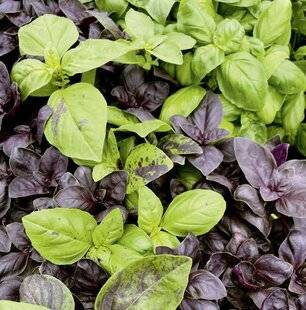 L'Ami des Jardins 1188 EFFLEURER LE BASILIC POUR MAXIMISER LA RÉCOLTE