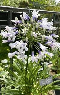 L'Ami des Jardins 1188 J'AI TESTÉ POUR VOUS UNE AGAPANTHE EN POT