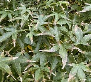 L'Ami des Jardins 1188 DES POINTES DE FEUILLES SÈCHES SUR UN ÉRABLE DU JAPON