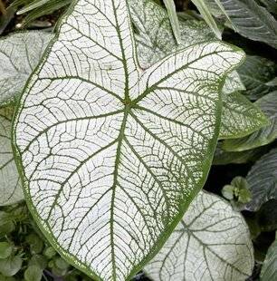L'Ami des Jardins 1188 MÉMO