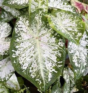 L'Ami des Jardins 1188 OBTENIR UN CALADIUM GÉANT