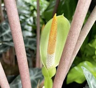 L'Ami des Jardins 1188 UNE FLORAISON : BON OU MAUVAIS SIGNE ?