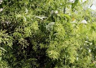 L'Ami des Jardins 1188 INSTALLER UN GALANT DE NUIT DANS LA VÉRANDA