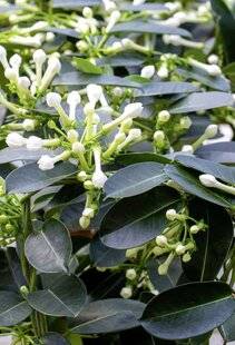 L'Ami des Jardins 1188 BOUTURER LE JASMIN DE MADAGASCAR