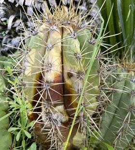 L'Ami des Jardins 1188 POURRITURE SUR CACTUS