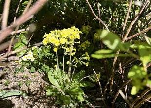 L'Ami des Jardins 1188 DRÔLE DE PRIMEVÈRE