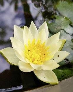 L'Ami des Jardins 1188 'PYGMÆA HELVOLA'