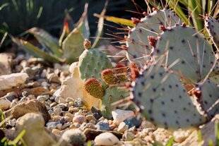 L'Ami des Jardins 1188 COMMENT LES SUCCULENTES RÉSISTENT À LA SÉCHERESSE ?