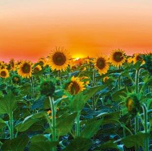 L'Ami des Jardins 1189 Le tournesol, soleil d'août