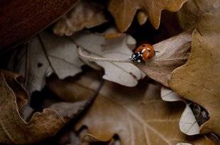 L'Ami des Jardins 1189 Aménager un abri à coccinelles