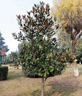 L'Ami des Jardins 1189 100 millions