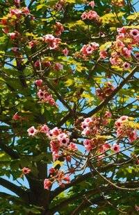 L'Ami des Jardins 1189 CET ARBRE PREND DE LA BOUTEILLE